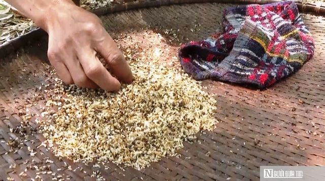 V&agrave;o rừng săn trứng kiến kiếm tiền triệu mỗi ng&agrave;y- Ảnh 5.