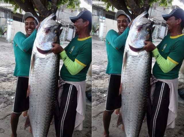 Ngư d&acirc;n bắt được con c&aacute; khổng lồ d&agrave;i 2 m&eacute;t, nặng 70kg - Ảnh 1.