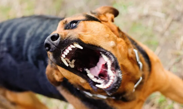 Chủ qu&aacute;n thịt ch&oacute; bất ngờ sợ nước, sợ gi&oacute; rồi tử vong, cơ quan chức năng truy vết nguồn l&acirc;y- Ảnh 1.