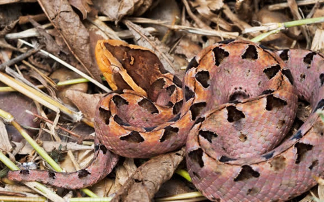 Đi h&aacute;i điều, người đ&agrave;n &ocirc;ng 37 tuổi bị con vật "cực độc" tấn c&ocirc;ng - Ảnh 1.