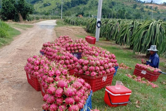 Chuyển đổi h&agrave;ng ngh&igrave;n ha thanh long: Lối ra n&agrave;o cho n&ocirc;ng d&acirc;n L&acirc;m Đồng? - Ảnh 4.