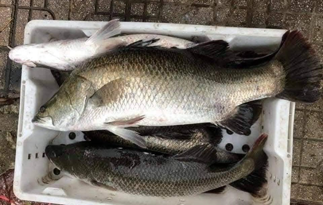 Loại c&aacute; được khen "tốt ngang c&aacute; hồi" rất phổ biến ở Việt Nam, hễ ra chợ l&agrave; thấy - Ảnh 1.