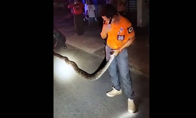 Nữ t&agrave;i xế sốc nặng khi thấy trăn khủng nặng 27kg quấn quanh b&aacute;nh xe - Ảnh 1.