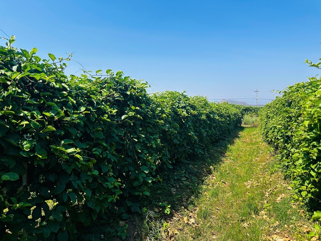 Chuyển đổi h&agrave;ng ngh&igrave;n ha thanh long: Lối ra n&agrave;o cho n&ocirc;ng d&acirc;n L&acirc;m Đồng? - Ảnh 3.