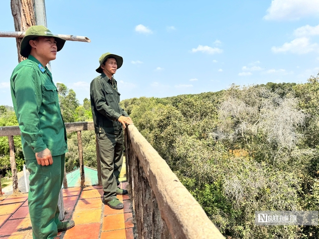 Canh lửa m&ugrave;a kh&ocirc;: Giữ b&igrave;nh y&ecirc;n rừng Tr&agrave;m Chim, G&ograve; Th&aacute;p- Ảnh 3.