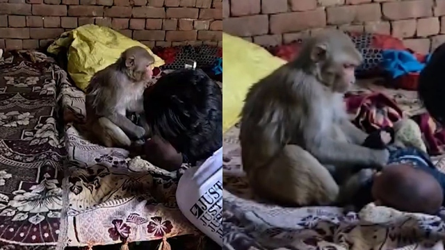 Khỉ hoang "bắt c&oacute;c" em b&eacute; 3 th&aacute;ng tuổi v&agrave; c&aacute;i kết gay cấn - Ảnh 1.