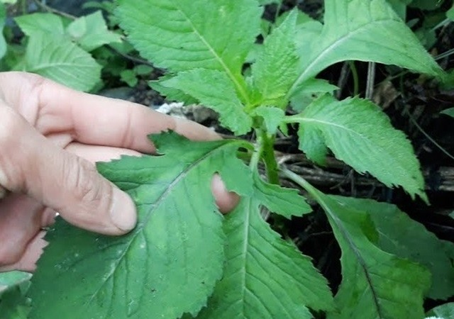 Ăn 1 mớ rau n&agrave;y như "nh&acirc;n s&acirc;m của người ngh&egrave;o", nghe t&ecirc;n thấy lạ nhưng ở qu&ecirc; mọc um t&ugrave;m như cỏ - Ảnh 1.