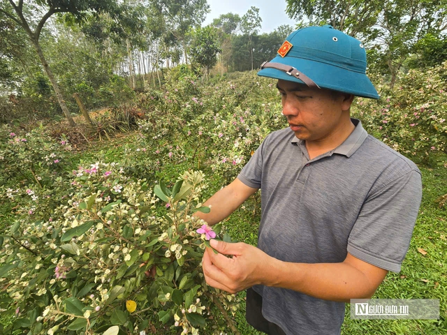 Rời ghế gi&aacute;m đốc, về qu&ecirc; trồng loại c&acirc;y &ldquo;k&yacute; ức tuổi thơ&rdquo; mang lại thu nhập cao- Ảnh 1.