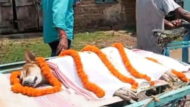 Ch&oacute; hoang tấn c&ocirc;ng rắn hổ mang để cứu 30 trẻ em v&agrave; c&aacute;i kết - Ảnh 1.