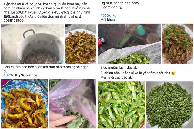"C&ocirc;n tr&ugrave;ng bay" gi&aacute; cả triệu đồng/kg: Ngon, bổ nhưng khi ăn cần lưu &yacute;- Ảnh 4.