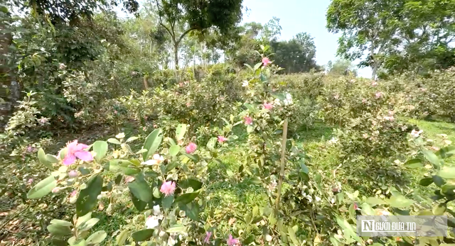 Rời ghế gi&aacute;m đốc, về qu&ecirc; trồng loại c&acirc;y &ldquo;k&yacute; ức tuổi thơ&rdquo; mang lại thu nhập cao- Ảnh 2.