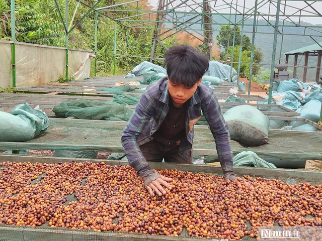 H&agrave;nh tr&igrave;nh t&igrave;m lại danh tiếng c&agrave; ph&ecirc; Khe Sanh tr&ecirc;n bản đồ c&agrave; ph&ecirc; Việt Nam v&agrave; thế giới- Ảnh 4.