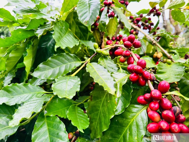 H&agrave;nh tr&igrave;nh t&igrave;m lại danh tiếng c&agrave; ph&ecirc; Khe Sanh tr&ecirc;n bản đồ c&agrave; ph&ecirc; Việt Nam v&agrave; thế giới- Ảnh 2.