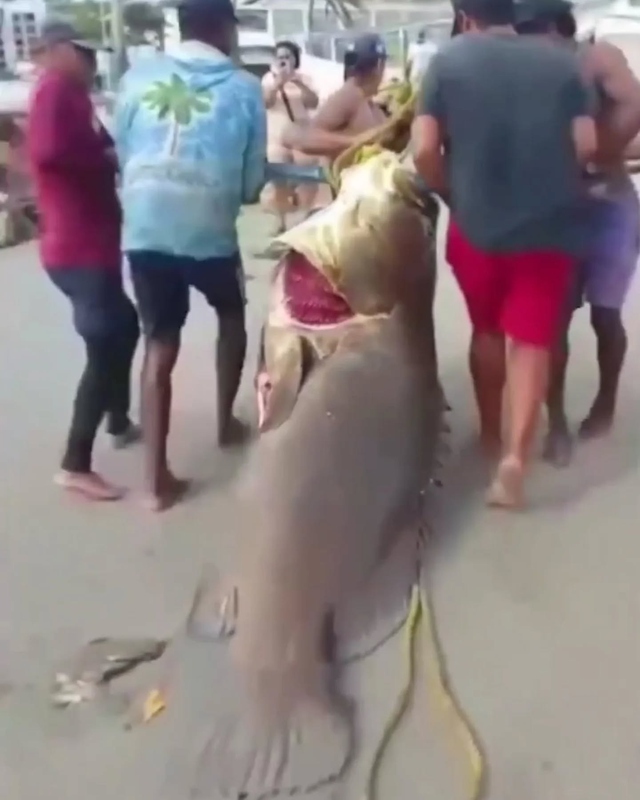 Người đ&agrave;n &ocirc;ng bắt được con c&aacute; m&uacute; khổng lồ nặng 250kg tr&ecirc;n biển- Ảnh 1.