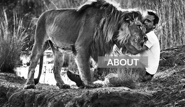 B&iacute; mật kh&oacute; tin của &ldquo;dị nh&acirc;n&rdquo; khiến những con m&atilde;nh th&uacute; ngoan ngo&atilde;n đến lạ- Ảnh 1.