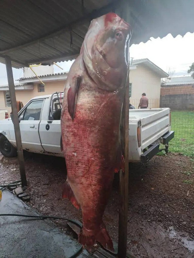 Người đ&agrave;n &ocirc;ng c&acirc;u được con c&aacute; ch&eacute;p khổng lồ nặng 68kg - Ảnh 1.