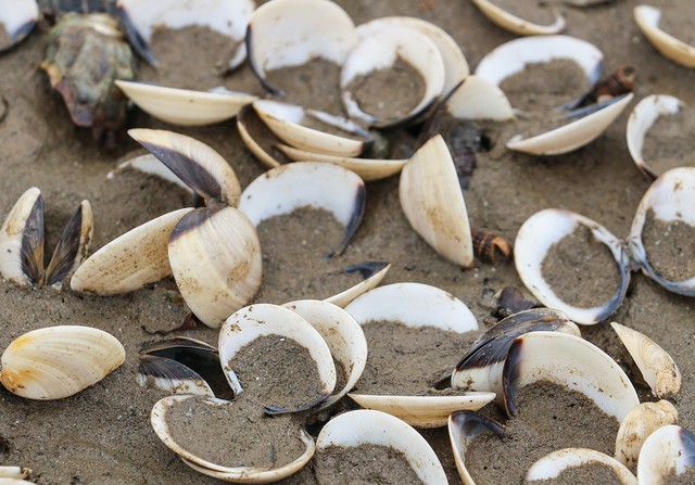 H&agrave; Tĩnh: Lấy mẫu ph&acirc;n t&iacute;ch nguy&ecirc;n nh&acirc;n ngao chết bất thường, nằm trắng b&atilde;i biển- Ảnh 2.