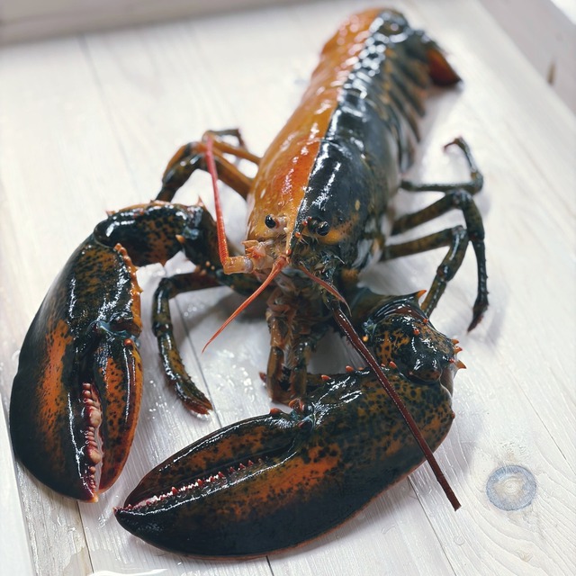 Ngư d&acirc;n bắt được con t&ocirc;m h&ugrave;m hai m&agrave;u cực hiếm gặp- Ảnh 1.