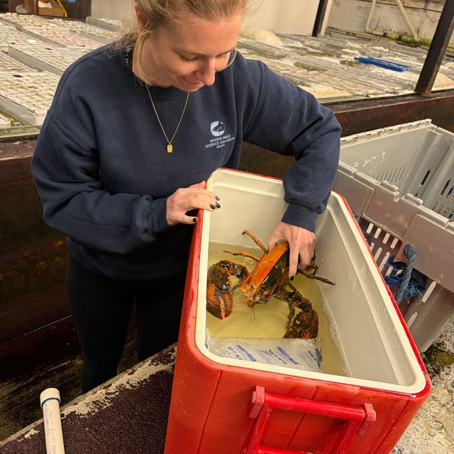 Ngư d&acirc;n bắt được con t&ocirc;m h&ugrave;m hai m&agrave;u cực hiếm gặp- Ảnh 2.