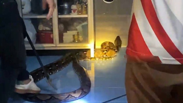 Bắt sống trăn khổng lồ d&agrave;i 4,9 m&eacute;t ẩn nấp trong bếp nh&agrave; d&acirc;n - Ảnh 1.