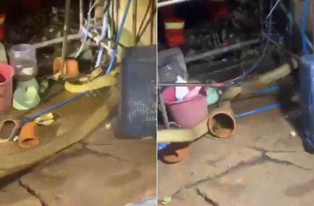 Bắt sống rắn hổ mang ch&uacute;a d&agrave;i 4 m&eacute;t ẩn nấp trong bếp nh&agrave; d&acirc;n - Ảnh 1.