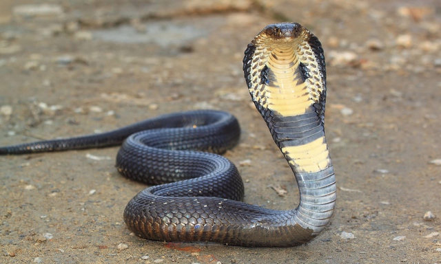 Người đ&agrave;n &ocirc;ng tử vong sau khi bị rắn hổ mang chui v&agrave;o quần - Ảnh 1.