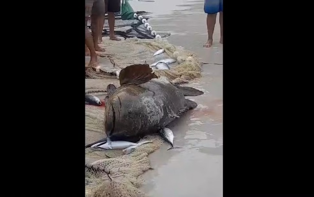Ngư d&acirc;n bắt được con c&aacute; m&uacute; khổng lồ tr&ecirc;n biển v&agrave; c&aacute;i kết - Ảnh 1.