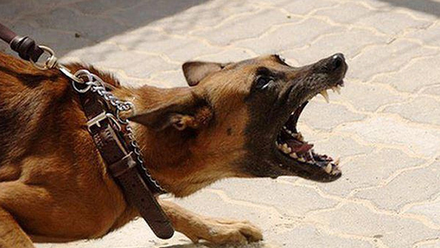 Cảnh gi&aacute;c bệnh dại m&ugrave;a nắng n&oacute;ng - Ảnh 1.