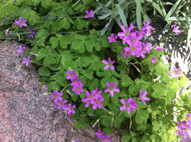 Lo&agrave;i rau mọc hoang khắp vườn d&ugrave;ng nấu canh chua, ẩn chứa nhiều điều bất ngờ cho sức khỏe - Ảnh 1.