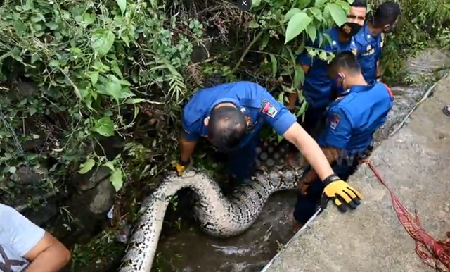 Đang đi dạo người đ&agrave;n &ocirc;ng ph&aacute;t hiện cảnh tượng "nổi da g&agrave;", d&acirc;n l&agrave;ng &ugrave;n &ugrave;n k&eacute;o đến xem - Ảnh 1.
