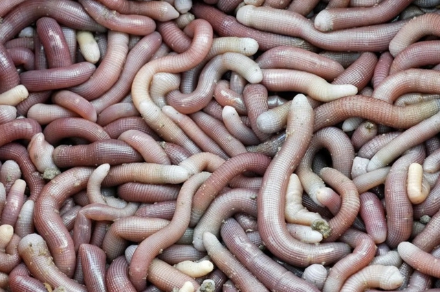 Sản vật tiến vua c&oacute; gi&aacute; v&agrave;i triệu đồng/kg được d&acirc;n địa phương gọi l&agrave; "vị thần" của c&aacute;c m&oacute;n nước- Ảnh 1.