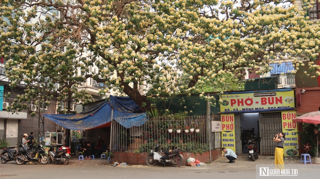 C&acirc;y "hoa lạ" nở rộ giữa phố, d&acirc;n mạng đổ x&ocirc; t&igrave;m đến check-in- Ảnh 4.