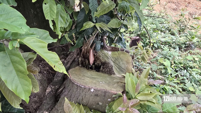 Ảnh, Clip: Hàng loạt cây gỗ trong rừng phòng hộ ở Thanh Hóa bị chặt phá- Ảnh 4. Ảnh, Clip: Hàng loạt cây gỗ trong rừng phòng hộ ở Thanh Hóa bị chặt phá- Ảnh 4.