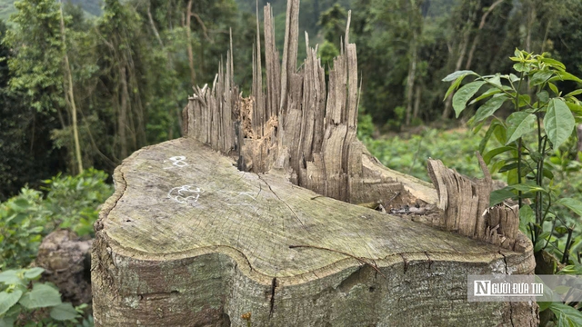 Ảnh, Clip: Hàng loạt cây gỗ trong rừng phòng hộ ở Thanh Hóa bị chặt phá- Ảnh 3. Ảnh, Clip: Hàng loạt cây gỗ trong rừng phòng hộ ở Thanh Hóa bị chặt phá- Ảnh 3.