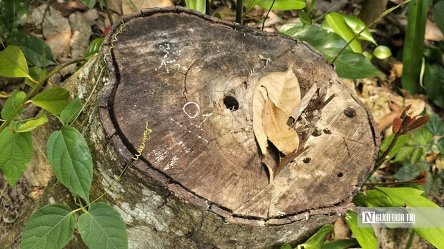 Ảnh, Clip: Hàng loạt cây gỗ trong rừng phòng hộ ở Thanh Hóa bị chặt phá- Ảnh 5. Ảnh, Clip: Hàng loạt cây gỗ trong rừng phòng hộ ở Thanh Hóa bị chặt phá- Ảnh 5.