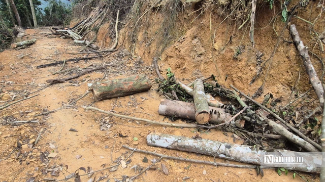Ảnh, Clip: Hàng loạt cây gỗ trong rừng phòng hộ ở Thanh Hóa bị chặt phá- Ảnh 16. Ảnh, Clip: Hàng loạt cây gỗ trong rừng phòng hộ ở Thanh Hóa bị chặt phá- Ảnh 16.