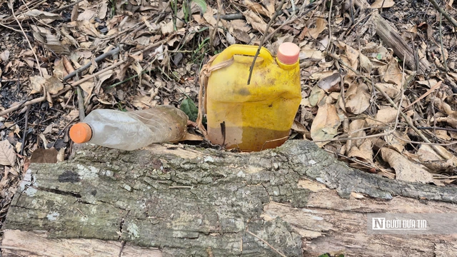 Ảnh, Clip: Hàng loạt cây gỗ trong rừng phòng hộ ở Thanh Hóa bị chặt phá- Ảnh 18. Ảnh, Clip: Hàng loạt cây gỗ trong rừng phòng hộ ở Thanh Hóa bị chặt phá- Ảnh 18.