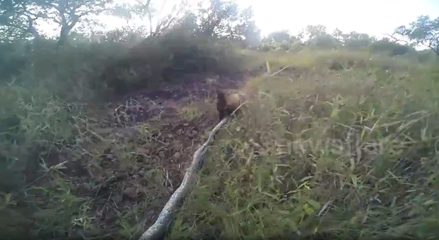 Dắt ch&oacute; đi dạo, người đ&agrave;n &ocirc;ng ph&aacute;t hiện cảnh tượng "nổi da g&agrave;"- Ảnh 1.