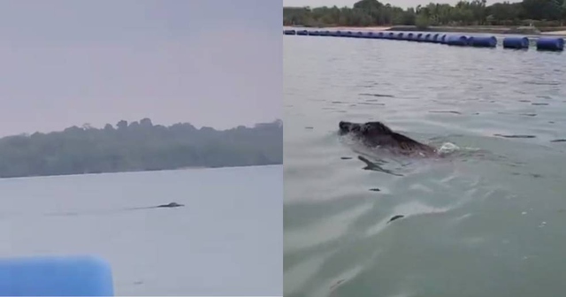 Đang chèo thuyền, người dân bắt gặp sinh vật "bí ẩn" bơi trên sông - Ảnh 1.