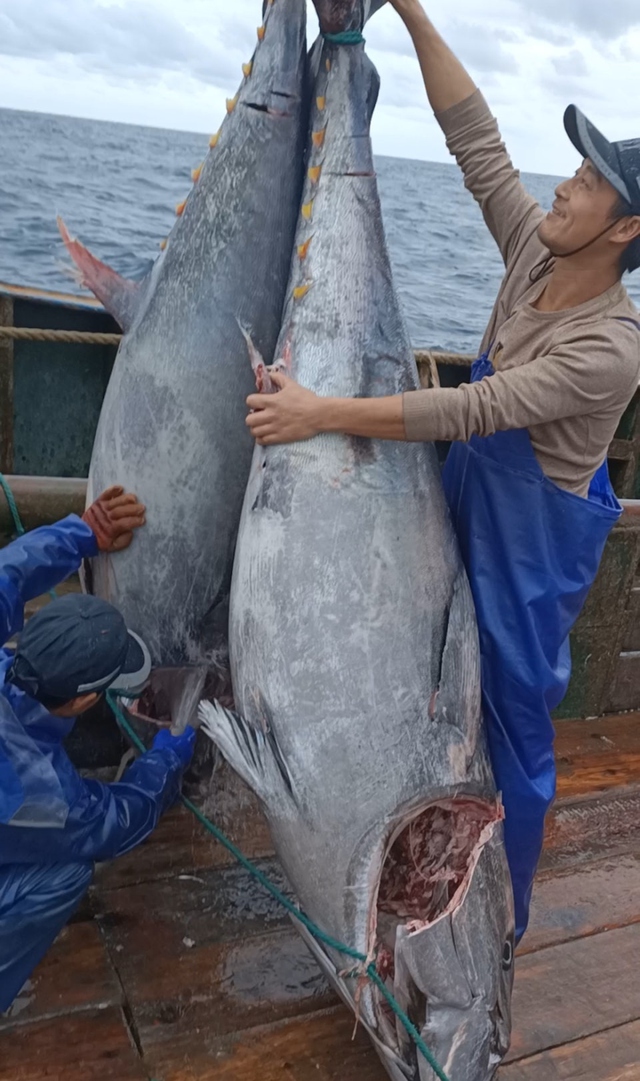 Ngư dân bắt được 2 con cá ngừ khổng lồ nặng 200kg trên biển - Ảnh 2.