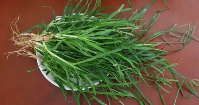 "Nước m&aacute;t tự nhi&ecirc;n" gi&uacute;p thanh nhiệt, lợi tiểu từ loại cỏ mọc dại ven đường - Ảnh 2.