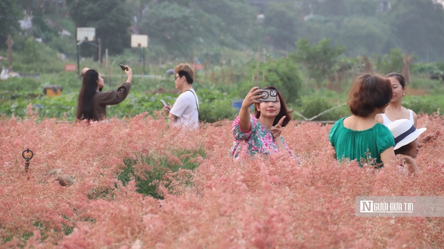 Vườn cỏ hồng dưới chân cầu Long Biên khiến du khách bất ngờ khi đến tận nơi - Ảnh 2. Vườn cỏ hồng dưới chân cầu Long Biên khiến du khách bất ngờ khi đến tận nơi - Ảnh 2.