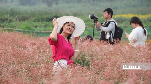 Vườn cỏ hồng dưới chân cầu Long Biên khiến du khách bất ngờ khi đến tận nơi - Ảnh 4. Vườn cỏ hồng dưới chân cầu Long Biên khiến du khách bất ngờ khi đến tận nơi - Ảnh 4.