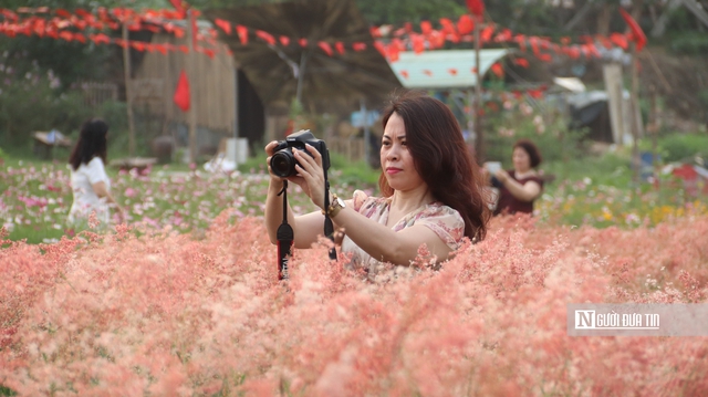 Vườn cỏ hồng dưới chân cầu Long Biên khiến du khách bất ngờ khi đến tận nơi - Ảnh 6. Vườn cỏ hồng dưới chân cầu Long Biên khiến du khách bất ngờ khi đến tận nơi - Ảnh 6.