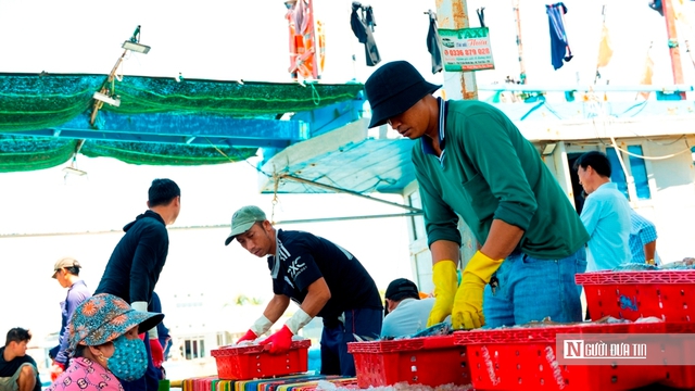 Cảng c&aacute; Đại An v&agrave;o vụ, nhịp biển rộn r&agrave;ng ng&agrave;y trở gi&oacute;- Ảnh 11.