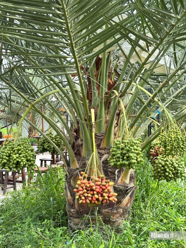 Ch&agrave; l&agrave; b&eacute;n duy&ecirc;n v&ugrave;ng bi&ecirc;n, mở hướng canh t&aacute;c mới- Ảnh 2.