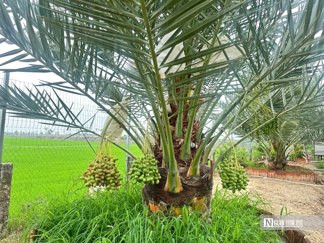 Ch&agrave; l&agrave; b&eacute;n duy&ecirc;n v&ugrave;ng bi&ecirc;n, mở hướng canh t&aacute;c mới- Ảnh 5.