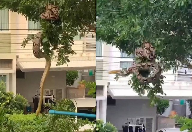 Nh&igrave;n l&ecirc;n c&acirc;y, người phụ nữ bắt gặp cảnh tượng nổi da g&agrave; - Ảnh 1.