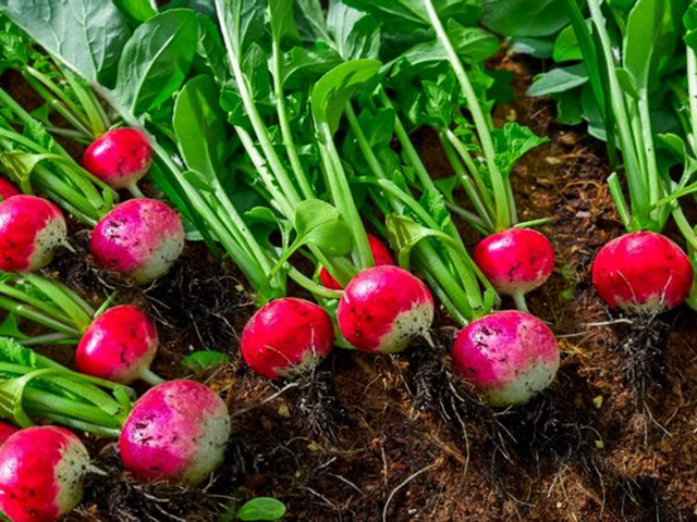 Loại củ được v&iacute; như &ldquo;nh&acirc;n s&acirc;m của người ngh&egrave;o&rdquo;, cứ ra chợ l&agrave; thấy - Ảnh 2.