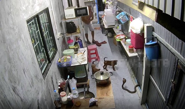 Rắn hổ mang bò vào bếp định tấn công chó nhà và cái kết - Ảnh 1.